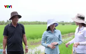 Ngày mới cùng bà con trồng lúa phát thải thấp ở Cà Mau