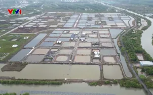 Lãng phí từ những dự án nuôi tôm dang dở