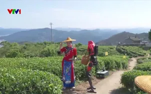 Robot hình người trong ngành sản xuất chè