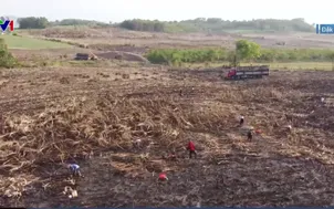 Tìm nguyên nhân khiến mía cháy trên diện rộng