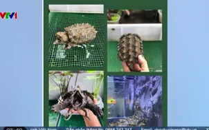 Ngăn chặn buôn bán rùa trái phép