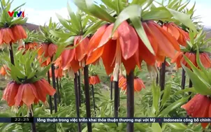 Độc đáo hoa tulip ngược