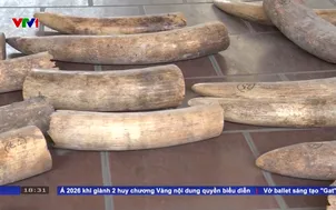 Đường dây buôn bán ngà voi, vảy tê tê xuyên quốc gia