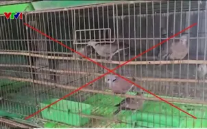 Siết chặt buôn bán, kinh doanh động vật hoang dã