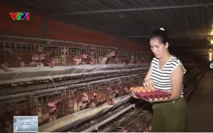 Giá trứng giảm sâu và khó khăn của người nuôi