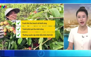 Bản tin thời tiết 5h30 - 28/5/2026