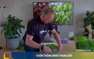Vườn thông minh trong bếp