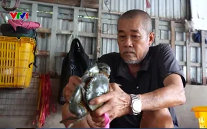 Chung cư cho cua tạo đột phá về năng suất