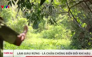 Làm giàu rừng - Lá chắn chống biến đổi khí hậu
