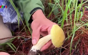 Nhiều vụ ngộ độc nấm rừng tại Lâm Đồng