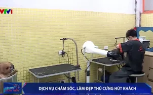 Dịch vụ chăm sóc, làm đẹp thú cưng hút khách