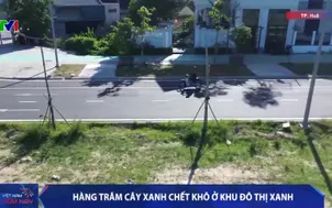 Hàng trăm cây xanh chết khô ở khu đô thị xanh 