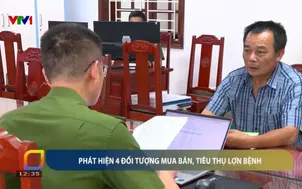 Khởi tố nhóm đối tượng mua bán, tiêu thụ lợn nhiễm dịch tả lợn châu Phi