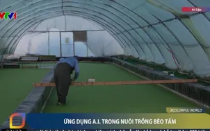 Ứng dụng A.I  trong nuôi trồng bèo tấm 