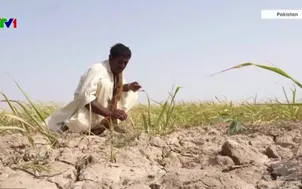 Vựa ớt Pakistan khát nước