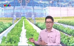 Nông nghiệp công nghệ cao gắn với phát triển đô thị
