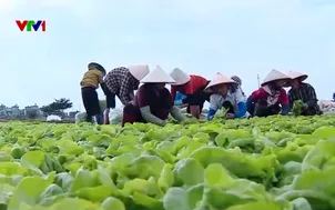 Nông dân sản xuất thích ứng với nắng nóng