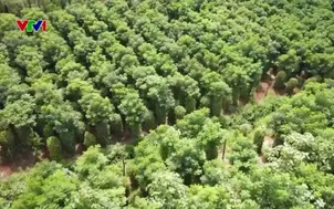 Niềm vui từ trồng hồ tiêu hữu cơ và liên kết chuỗi
