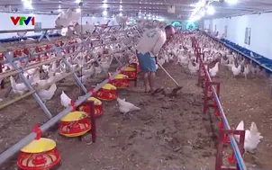 Bảo vệ đàn gia cầm giữa nắng nóng