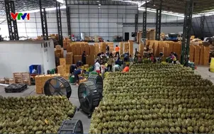 Thái Lan siết chặt quản lý chất lượng sầu riêng xuất khẩu