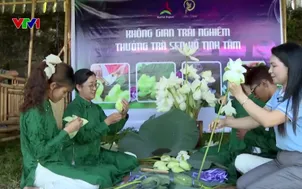 Buổi sáng thức giấc với mùa sen Huế