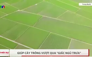 Giúp cây trồng vượt qua "giấc ngủ trưa"