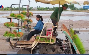 Cánh đồng mẫu lớn hồi sinh những thửa ruộng bỏ hoang