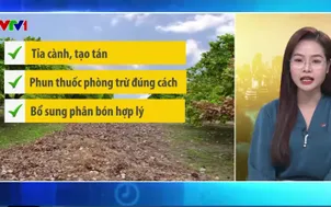 Bản tin thời tiết 5h30 - 26/7/2026