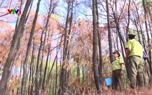 Huế: Cháy rừng từ những mồi lửa bất cẩn