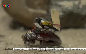 "Gián lai máy" cứu hộ