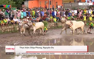 Hội đua bò chùa Rô
