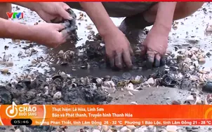 Thanh Hoá: 2.500 tấn ngao bị chết