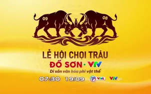 Chung kết Lễ hội chọi trâu Đồ Sơn - VTV 2026 (7h30, VTV6, VTVgo)
