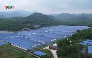 Áp lực xử lý môi trường từ chất thải chăn nuôi