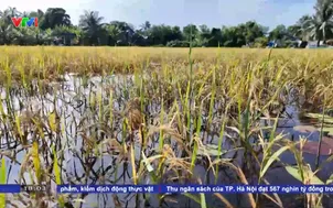 Cà Mau: Hơn 200 ha lúa thiệt hại do ngập úng