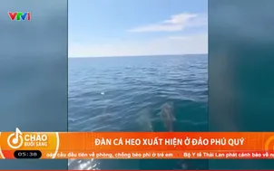 Đàn cá heo ước tính khoảng 1.000 con xuất hiện ở đảo Phú Quý