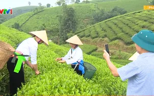 Chuyển đổi số ở vùng chè Long Cốc, Phú Thọ