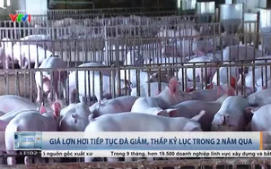 Giá lợn hơi tiếp tục đà giảm, thấp kỷ lục trong 2 năm qua