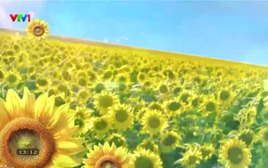 	VTV Sống khỏe - Dinh dưỡng cho người Việt: Dinh dưỡng giai đoạn nghén của thai kỳ