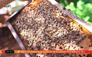 Chuẩn hóa quy trình cho sản vật địa phương