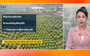Bản tin thời tiết 5h30 - 25/10/2026