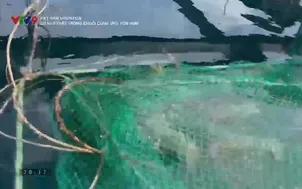 Việt Nam Logistics: Gỡ nút thắt trong chuỗi cung ứng tôm hùm