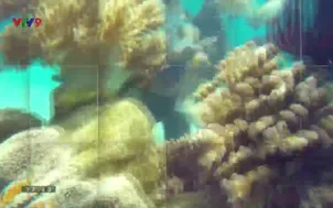 Nha Trang biển gọi: Chữa lành từ biển