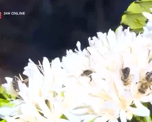 Tây Nguyên ngày ấy, bây giờ