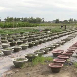 Nông dân Đà Nẵng nỗ lực khôi phục sản xuất