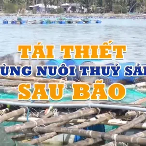 Tái thiết vùng nuôi thủy sản sau bão