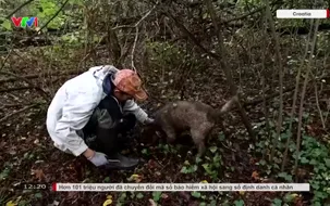 Thợ săn nấm truffle chật vật vì hạn hán