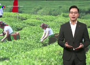 Nông nghiệp mới - 13/7/2024