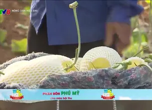 Nông dân hiện đại: Nông dân làm thương hiêu