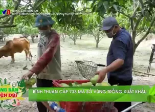 Nông dân hiện đại: Bình Định hướng đến sản xuất nông nghiệp bền vững